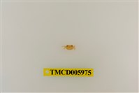 藏品(拉氏清溪蟹)的圖片